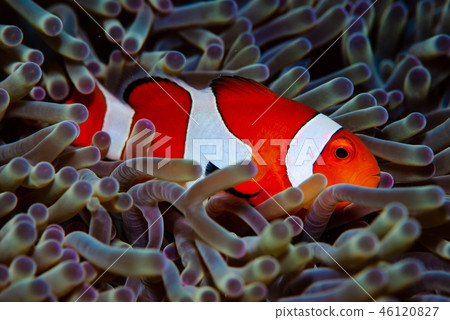 小丑anemonefish 小丑anemonefish 46120827