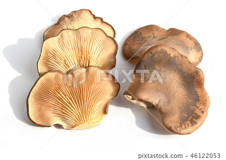 黑鮑魚（黑鮑魚） 46122053