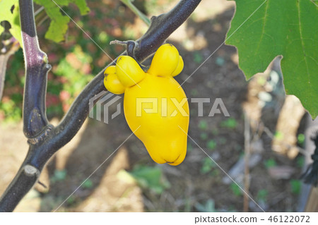Yellow Tsukinasu Yellow Tsukinasu 46122072