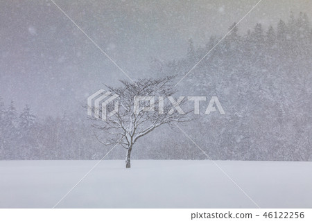 美瑛，北海道，日本 46122256