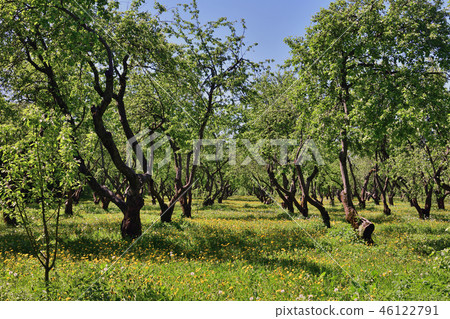 beautiful old apple orchard with blooming dandelions 46122791