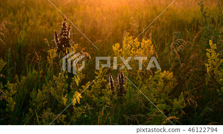 fragments of wild meadow in the rays of the setting sun 46122794