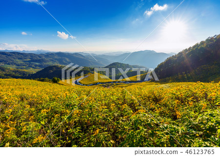 Tung Bua Tong Mexican sunflower field Tung Bua Tong Mexican sunflower field 46123765