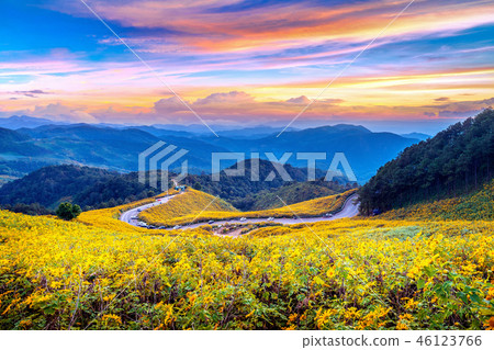 Tung Bua Tong Mexican sunflower field at sunset Tung Bua Tong Mexican sunflower field at sunset 46123766