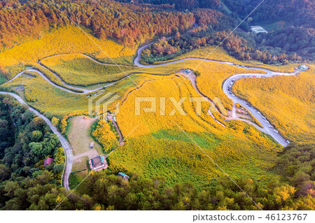 Tung Bua Tong Mexican sunflower field Tung Bua Tong Mexican sunflower field 46123767