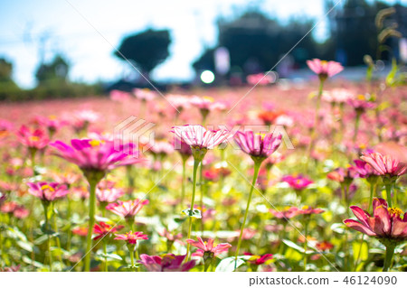 台灣,花季,楊梅,桃園,彩虹花田,農地 台灣,花季,楊梅,桃園,彩虹花田,農地 46124090