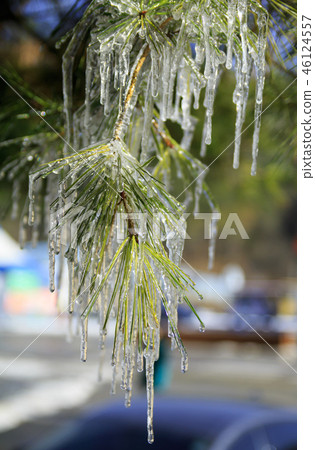 Frozen Pine Needle (Icicle) Frozen Pine Needle (Icicle) 46124557