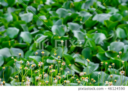 Beauty of the Bidens pilosa flowers. 46124590