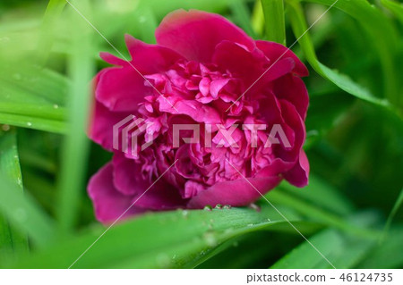 Head of a pink peony flower Sarah Bernhardt Head of a pink peony flower Sarah Bernhardt 46124735