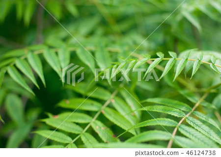 Green leaf texture. Leaf texture background Green leaf texture. Leaf texture background 46124738