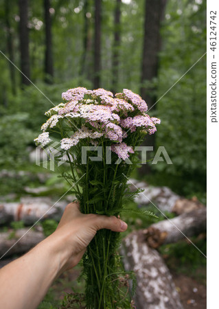 Hand holding bouquet of forest flowers Hand holding bouquet of forest flowers 46124742