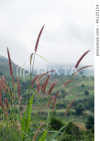Pink Poaceae grass flower. 46125154