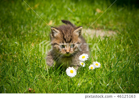 kitten in the garden in the grass kitten in the garden in the grass 46125163