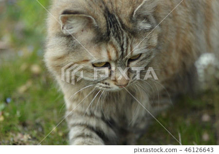 貓玩 貓玩 46126643