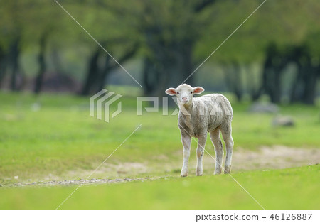 Cute and little lamb on meadow 46126887