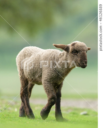 Little black lamb walking on a meadow 46126889