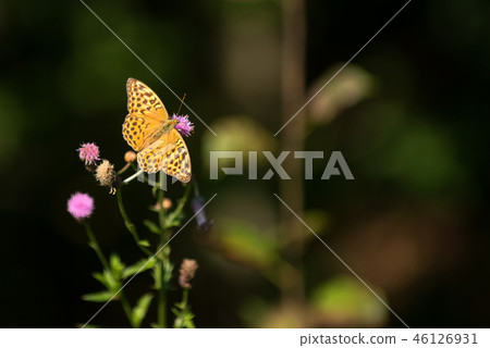 Beautiful butterfly in summer time 46126931