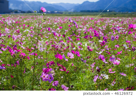 cosmos garden cosmos garden 46126972