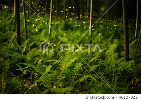 hime hotaru firefly in bamboo forest 46127022