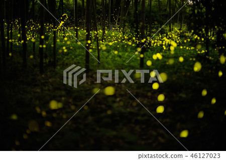hime hotaru firefly in bamboo forest 46127023