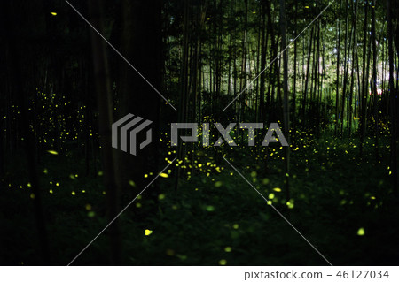 hime hotaru firefly in bamboo forest 46127034