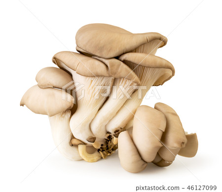 Oyster mushroom closeup isolated on a white. 46127099