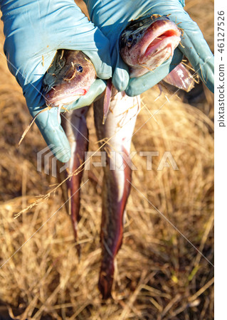 Two river burbot are held by male hands in protective gloves 46127526