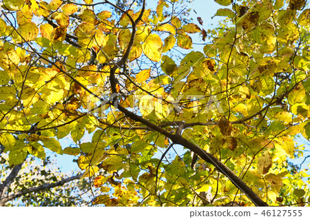 Autumn leaves Neji 46127555