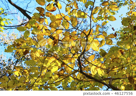 Autumn leaves Neji 46127556