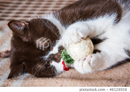 British cat is playing with the Christmas ball 46128938