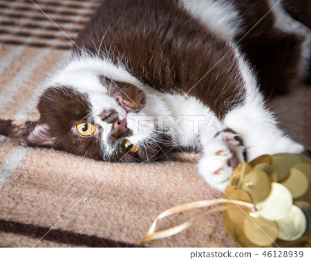 British cat is playing with the Christmas ball British cat is playing with the Christmas ball 46128939