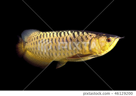 亞洲龍魚 46129200