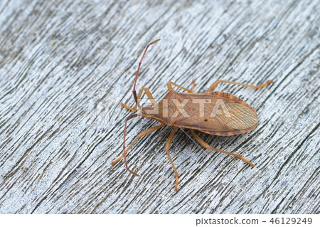 Hoshi Hararillo Helicopter bug 46129249