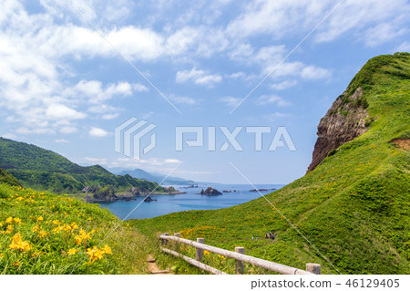  Ohno turtle 46129405