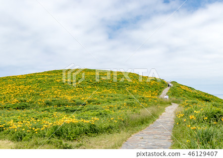  Ohno turtle 46129407