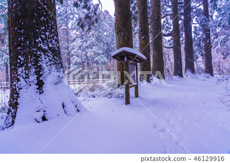 [Kanagawa] Hakone Old Road, Suginamiki Snow Makeup 46129916
