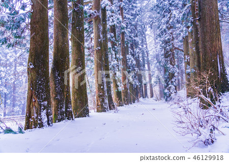 [Kanagawa] Hakone Old Road, Suginamiki Snow Makeup 46129918