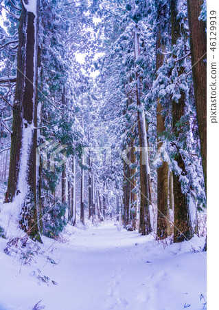 [神奈川縣]箱根舊路杉並木雪妝 46129919