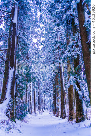 [神奈川縣]箱根舊路杉並木雪妝 46129920
