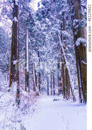 [神奈川縣]箱根舊路杉並木雪妝 46129921