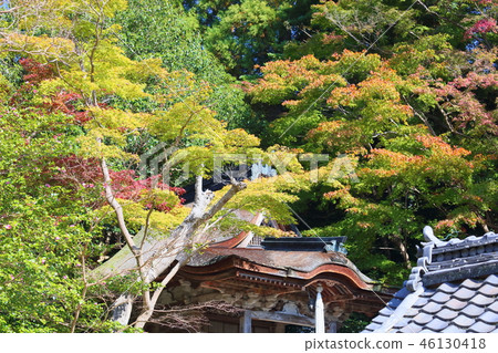 Shining maple 46130418