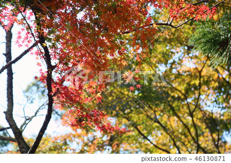 閃亮的楓樹 46130871