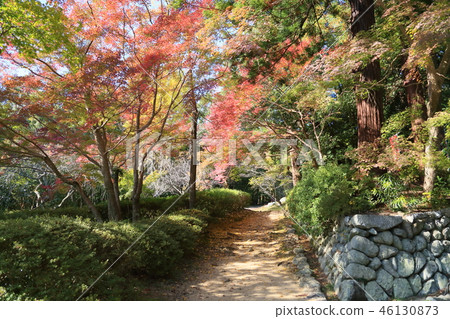 閃亮的楓樹 46130873