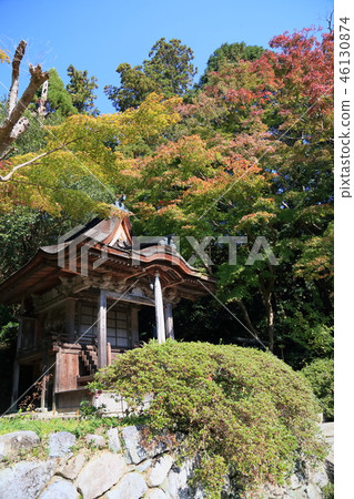 Shining maple 46130874