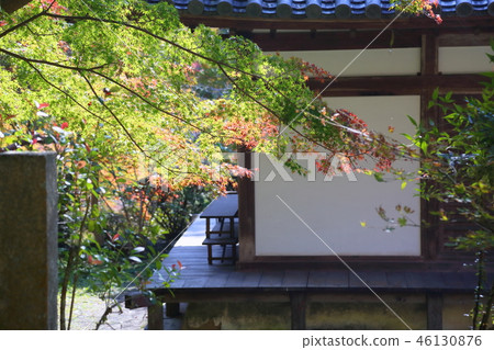 Shining maple Shining maple 46130876