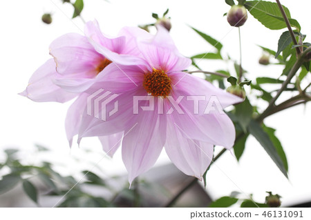 Emperor Dalia 46131091