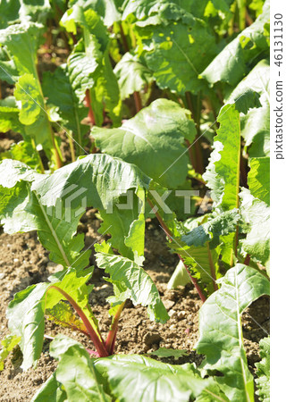 紅蘿蔔田 46131130