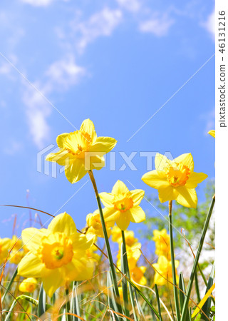 A community of yellow truss narcissus blooming on the slopes of Izu in March A community of yellow truss narcissus blooming on the slopes of Izu in March 46131216