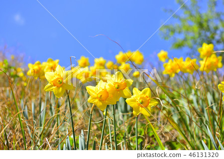 Yellow trumpet narcissus blooming in full bloom on the slope of Izu in spring of March 46131320