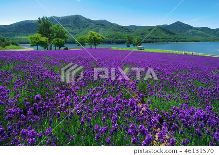 Lake Jinshan lavender garden Lake Jinshan lavender garden 46131570